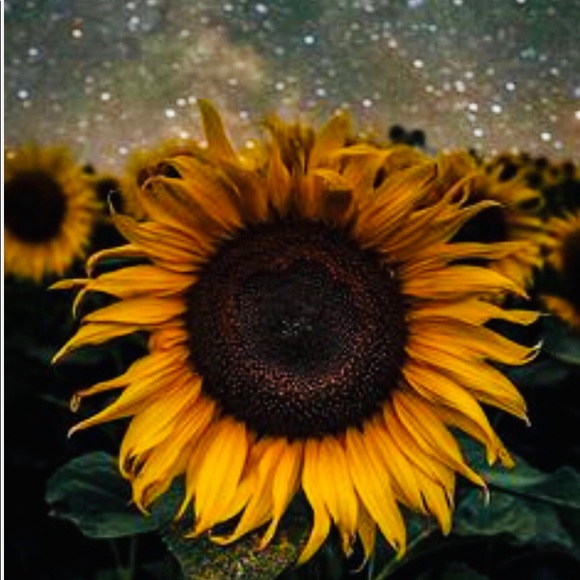 Meet your Posher, Zoey - Picture 1 of 1